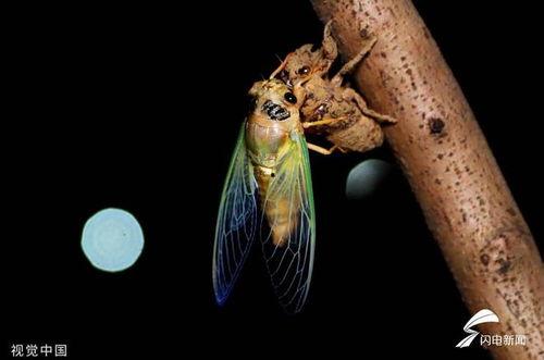 蝉蝉在线观看,揭秘蝉鸣背后的奇幻世界